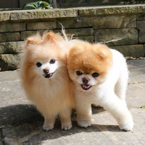 Meet your Posher, Phoeung